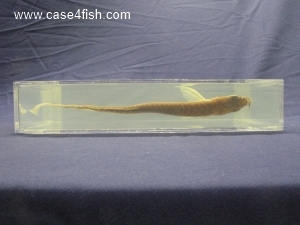 Foto Galerie/Osteoglossiformes/Osteoglossum bicirrhosum/Osteoglossum bicirrhosum_07_S.jpg